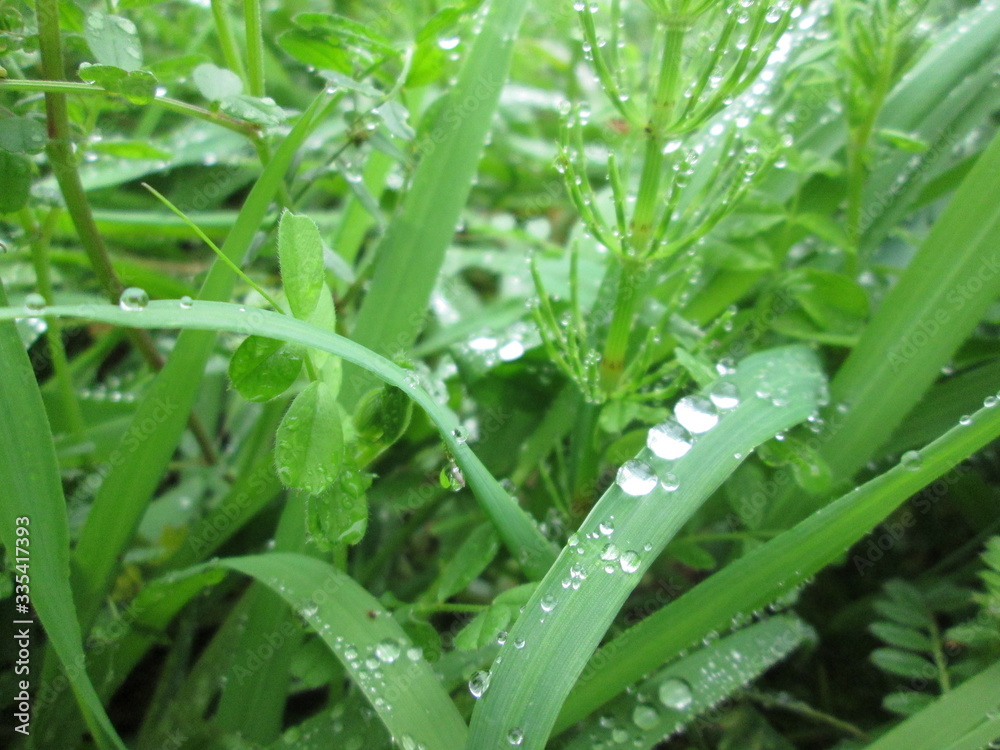 葉についた水滴 葉についた水滴