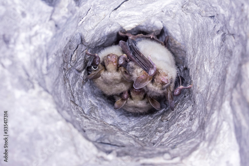 Close up group of strange animals Greater mouse-eared bats Myotis myotis hanging upside down in the hole of the cave and hibernating. Wildlife take. photo