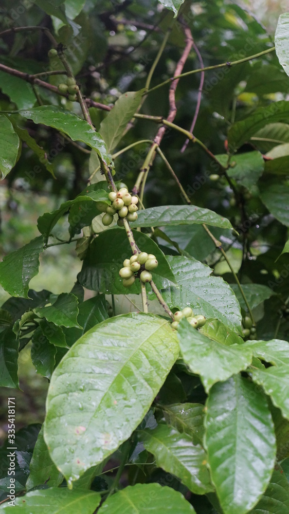 Green coffee fruits in a branch Green coffee fruits in a branch