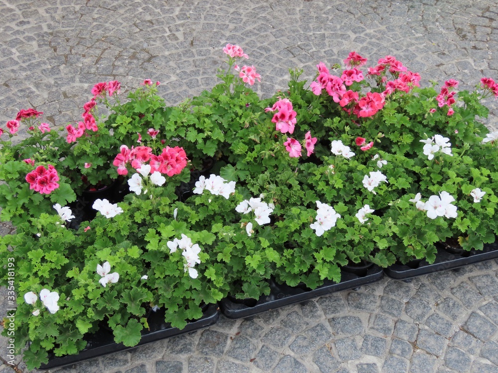 Pots with pelargoniums Pots with pelargoniums