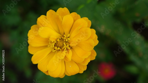 yellow flower of a calendula