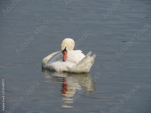 Swan grooming itself