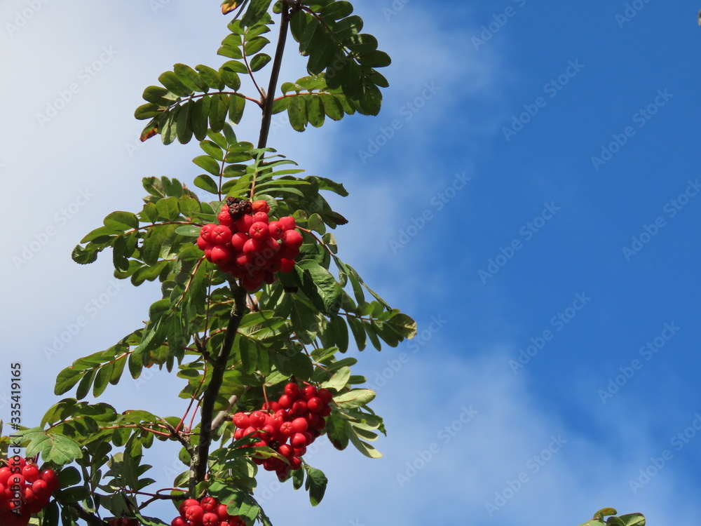 Rowan branch with berries Rowan branch with berries