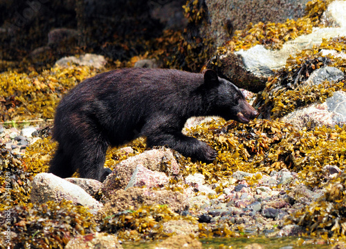 Hungry Black Bear Looking For Food On The Shore Near Tofino Vancouver Island