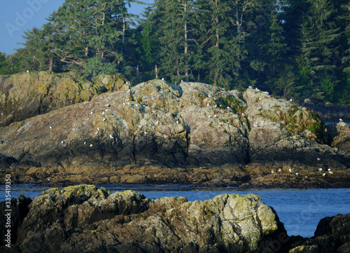 View To Birds On A Rock At Wikaninnish Island Near Tofino Vancouver Island