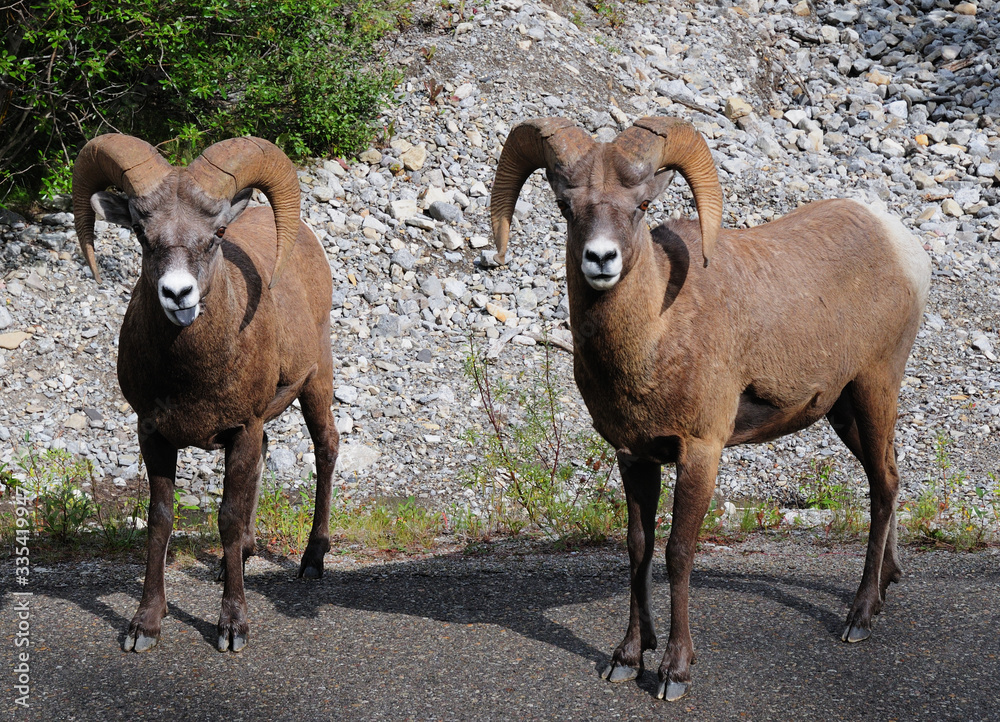 Naklejka premium Couple Of Rocky Mountain Bighorn Sheeps Standing On The Road Jasper National Park