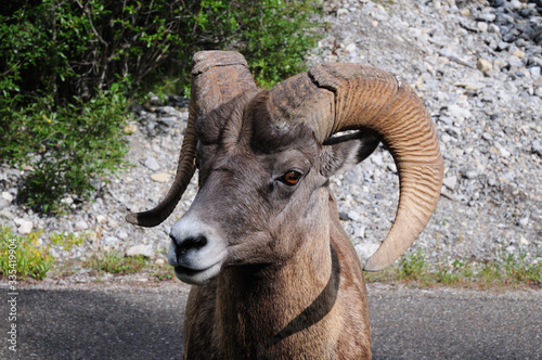 Face View Of A Rocky Mountain Bighorn Sheep Jasper National Park