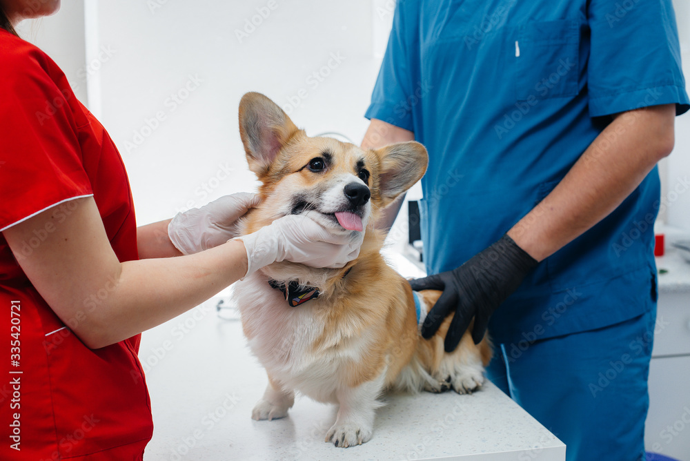 In a modern veterinary clinic, a thoroughbred Corgi dog is examined ...