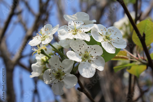 Beautiful pear tree flowers with a blue sky in the background. Season between spring and autumn.