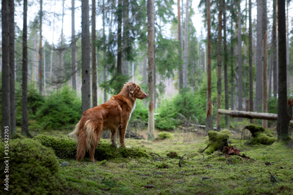 red dog in the spruce forest. Nova Scotia Duck Tolling Retriever in nature. Walk with a pet red dog in the spruce forest. Nova Scotia Duck Tolling Retriever in nature. Walk with a pet