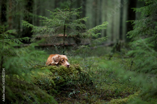 red dog in the spruce forest. Nova Scotia Duck Tolling Retriever in nature. Walk with a pet