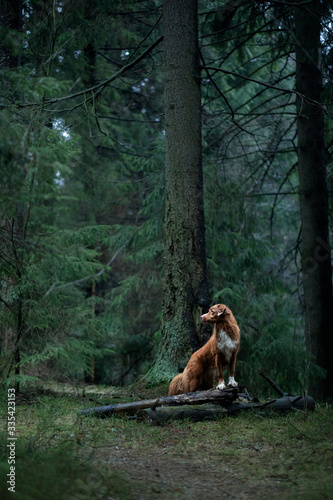 red dog in the spruce forest. Nova Scotia Duck Tolling Retriever in nature. Walk with a pet