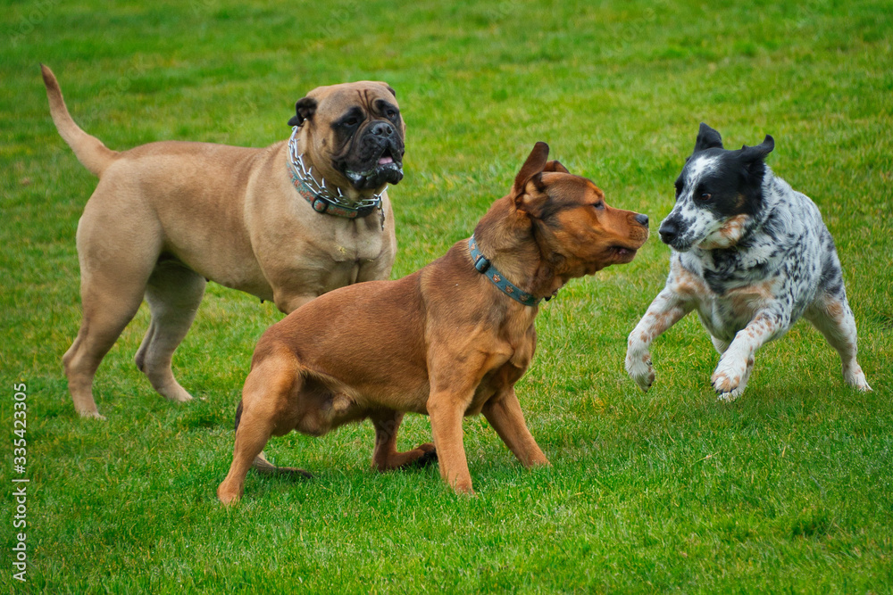 020-03-27 THREE DOGS PLAYING IN A PARK 020-03-27 THREE DOGS PLAYING IN A PARK