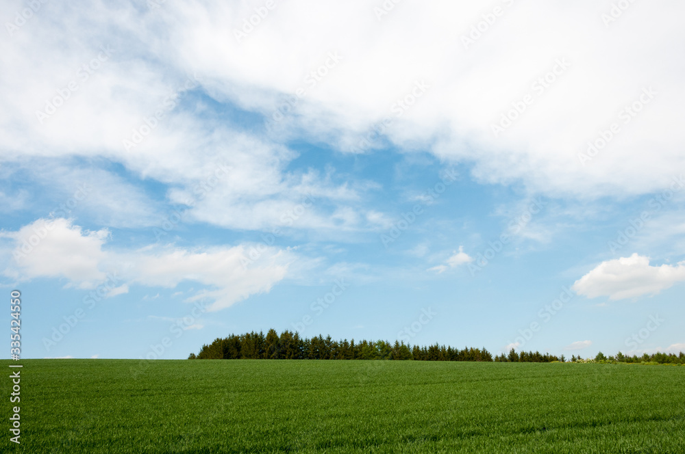 緑のムギ畑と青空
