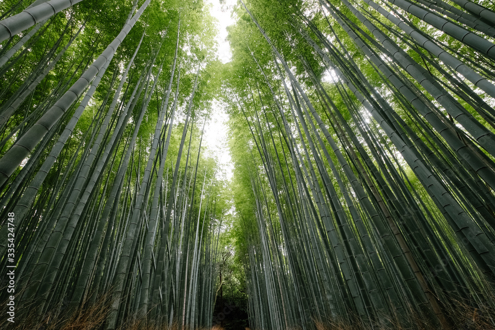 bamboo forest in kyoto japan bamboo forest in kyoto japan