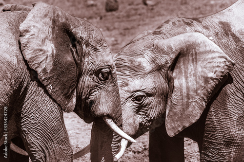 Photography Group / herd of elephants playing in water on safari