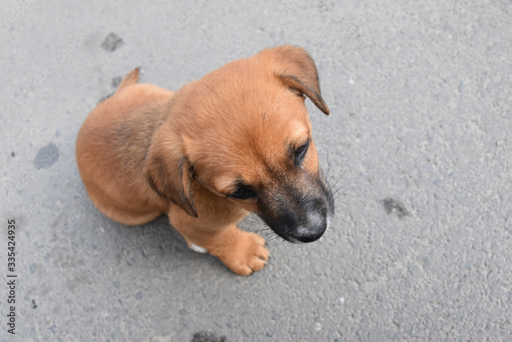 Cute little brown dog head. He stands alone on concrete Cute little brown dog head. He stands alone on concrete