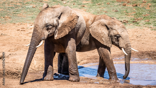 Canvas Print Group / herd of elephants playing in water on safari