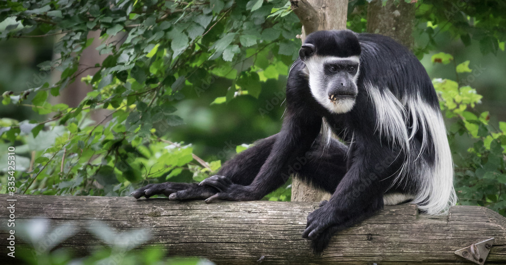 Black and white Colobus monkey in tree