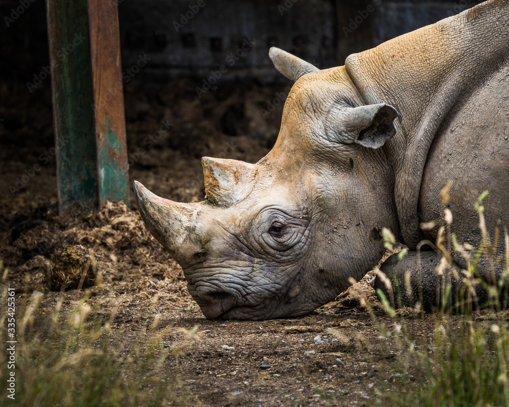 Portrait of endangered white rhino in zoo Portrait of endangered white rhino in zoo