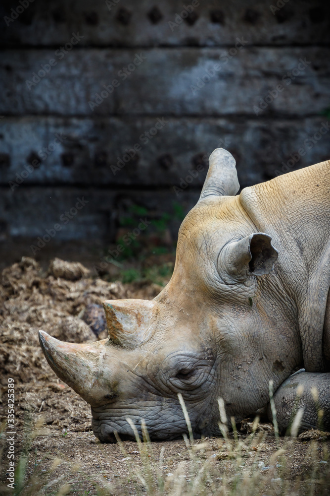 Portrait of endangered white rhino in zoo Portrait of endangered white rhino in zoo