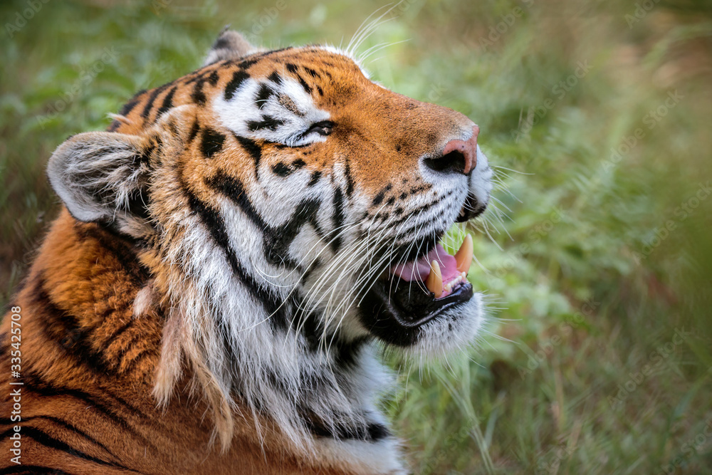 Obraz premium Close up Portrait of adult tiger