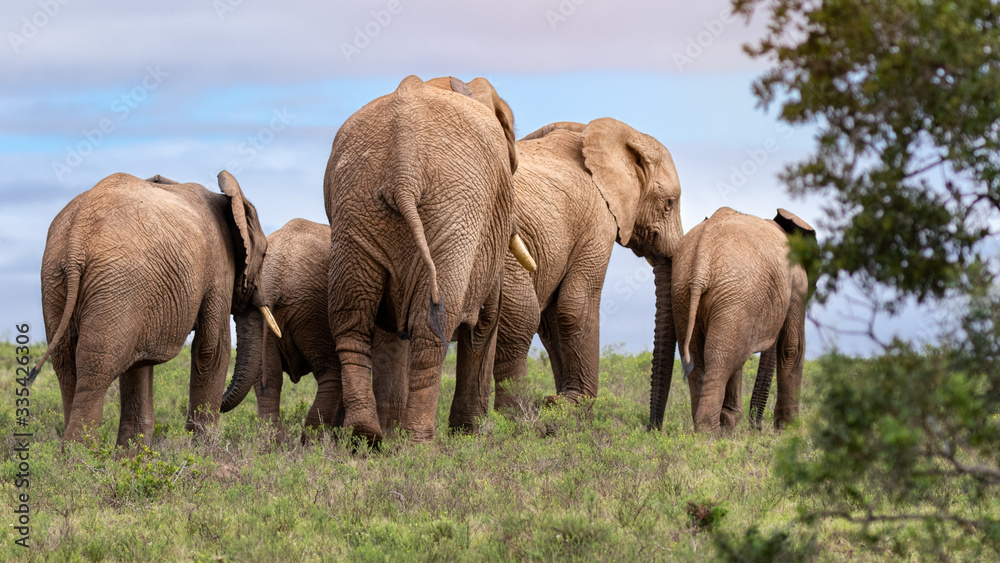 Fototapeta premium Herd of elephants walking away on safari