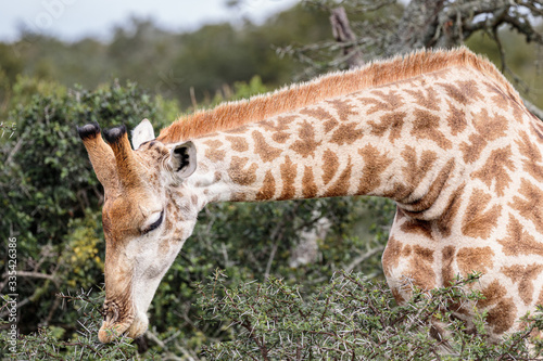Canvas Print Close up portrait of giraffe eating on safari