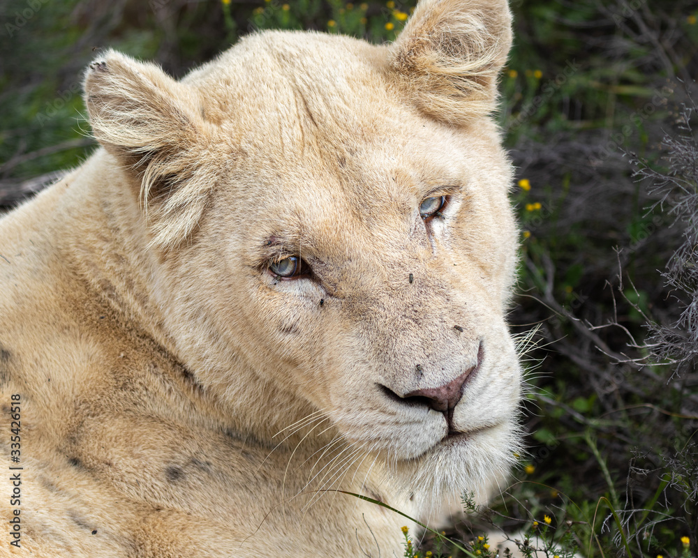 Naklejka premium Portrait of rare female white lion / lioness