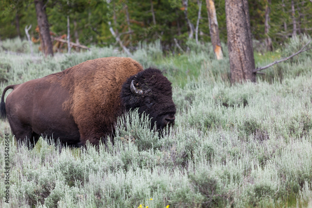 Fototapeta premium Bison Walking in Brush at Yellowstone
