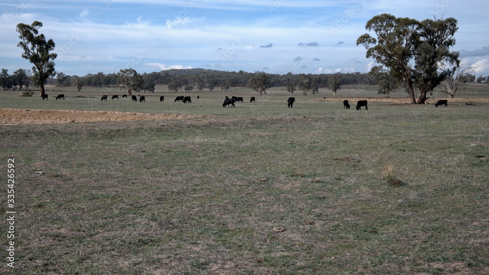 Cattle Grazing in a Paddock at Winton Victoria Australia