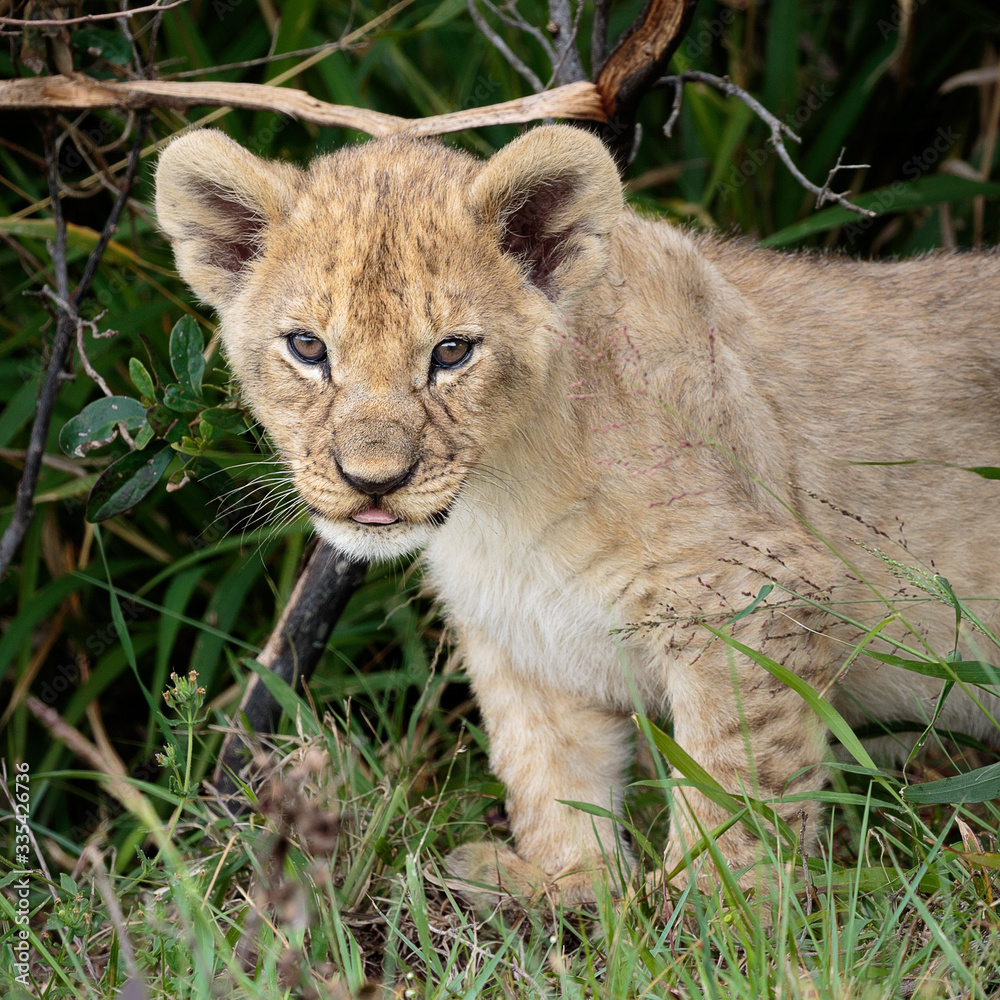 Obraz premium Portrait of lion cub on safari in South Africa