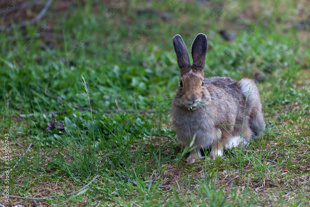 Fototapeta premium Wild Bunny Rabbit at Yellowstone
