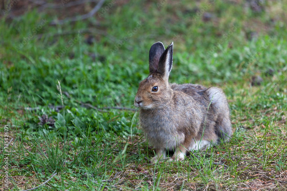 Wild Bunny Rabbit at Yellowstone Wild Bunny Rabbit at Yellowstone
