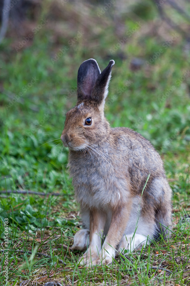 Fototapeta premium Wild Bunny Rabbit at Yellowstone