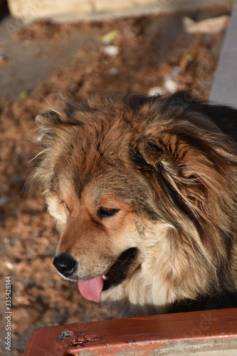 Dog head with long brown hair. Brown blurred background