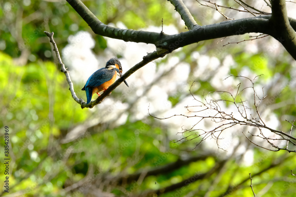kingfisher on branch kingfisher on branch