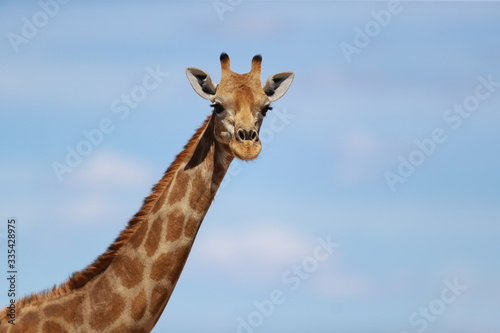 Giraffe