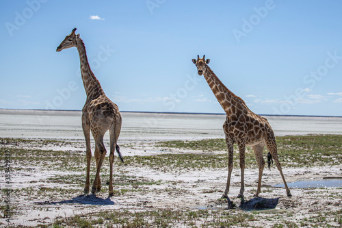 Photography Giraffes in Etosha National Park