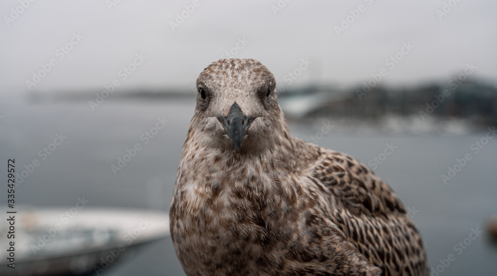 Fototapeta premium Möwe / gull 02