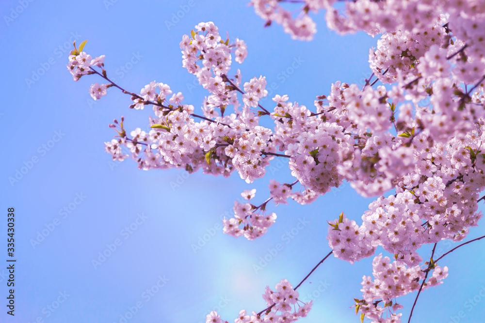Pink cherry blossoms in full bloom blue sky background
