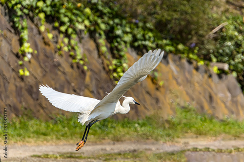 Snowy egret