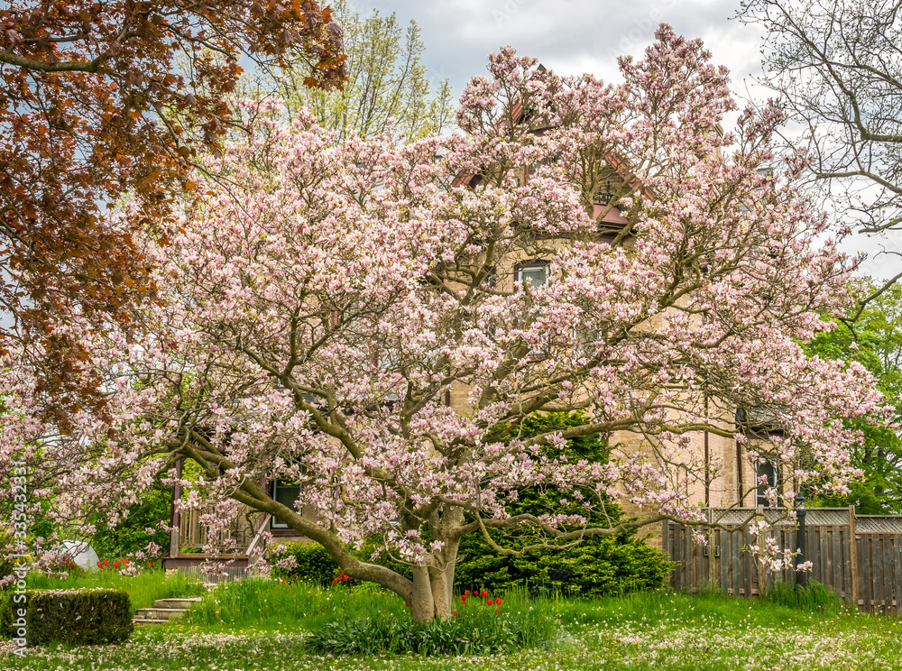 A large white and pink magnolia tree full of blossoms, hids a victorian brick home. Blooms covering ground in spring.