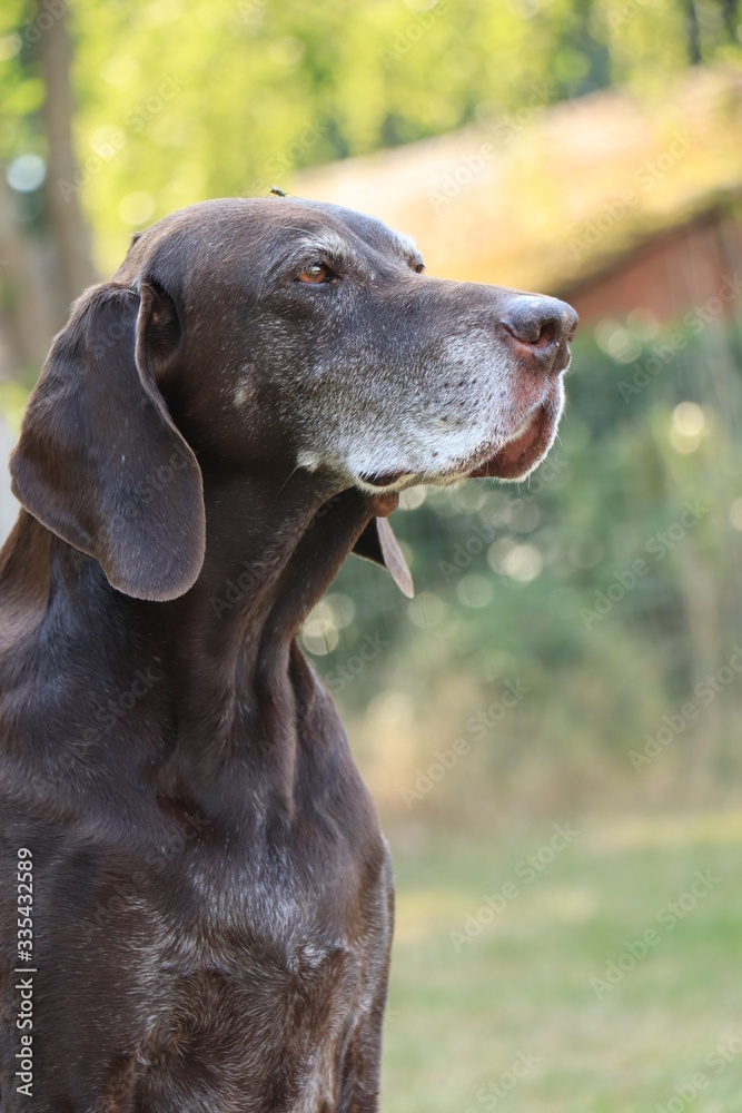 German Shorthaired Pointer senior