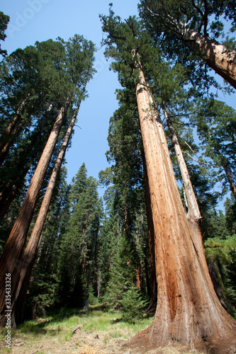 California / USA - August 23, 2015: A forest view of giant sequoia in Sequoia National Park, California, USA