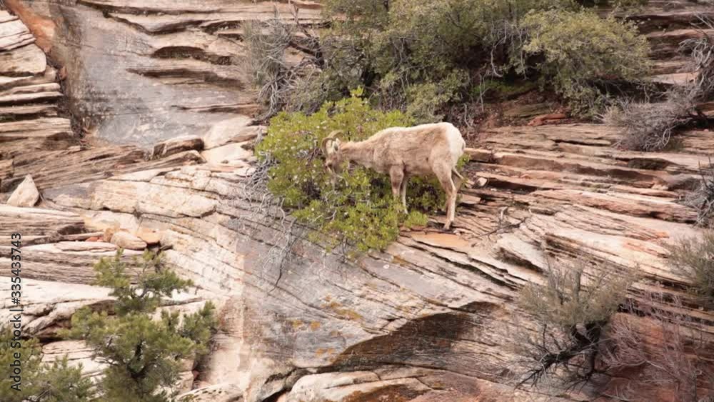 A desert big horned sheep ewe is busy eating the flowers on a manzanita bush while a younger sheep comes down the mountain looking for new spring plants between the rocks.