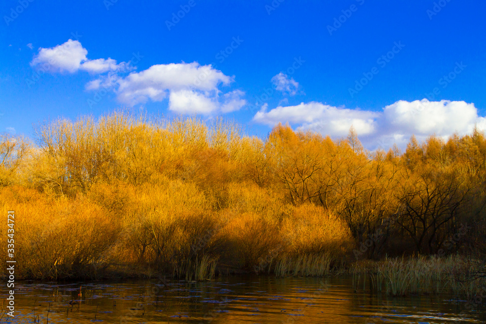 Bushes and reed in the water, beautiful Fall colors Bushes and reed in the water, beautiful Fall colors