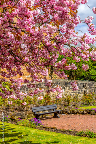 Japanese cherry tree blossom  in Spirng time in Airdrie, Scotland