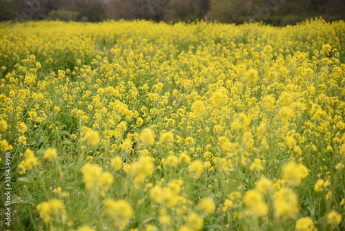 菜の花 © keatn K