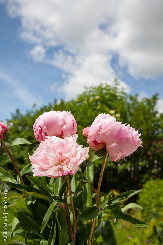 Pink peonies in the garden and the blue sky